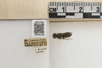 Media type: image;   Entomology 791154 Aspect: Labels